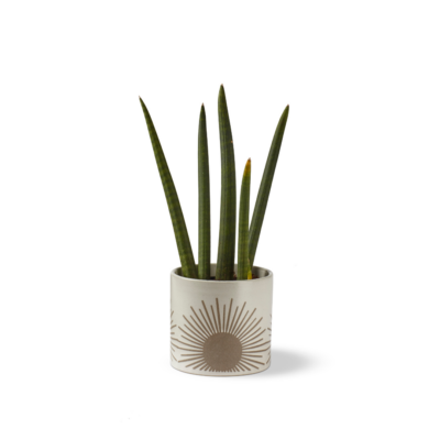 Sunrise-to-Sunset Planter Small